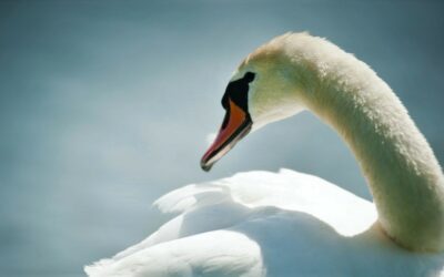 SWAN: wat zwanen met beleggen te maken hebben